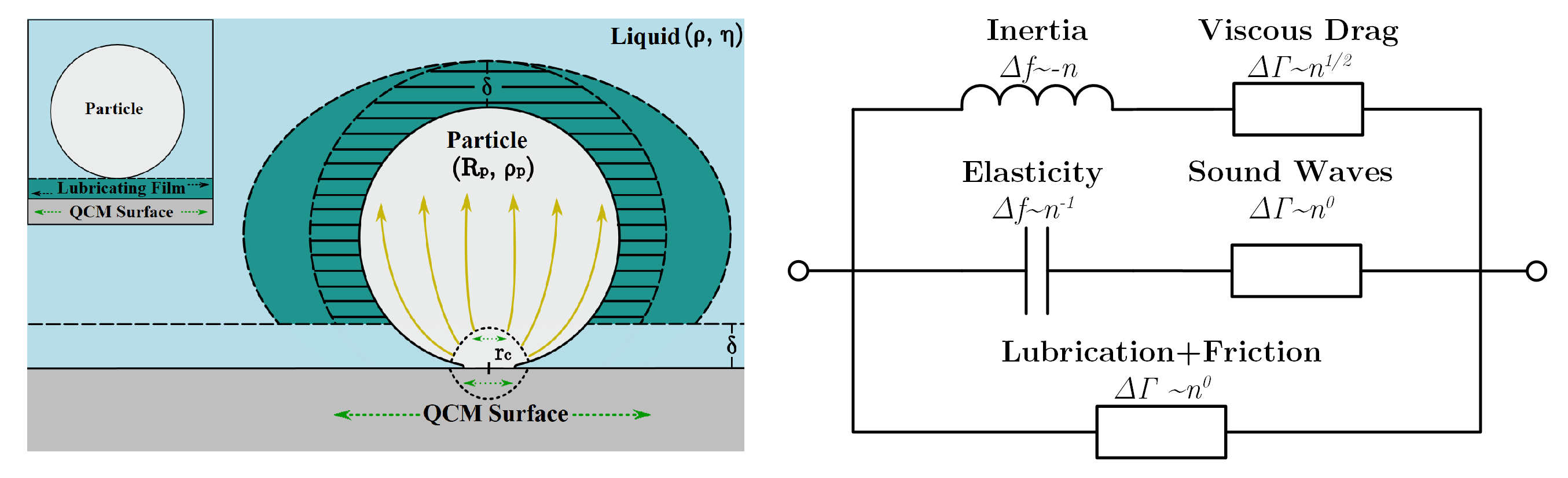 The proposed model for particle interaction with QCM-D (left) and its equivalent circuit representation (right)